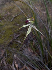 Caladenia tentaculata × venusta