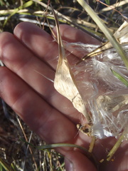 Asclepias quinquedentata