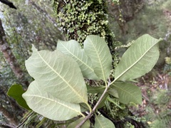 Pittosporum huttonianum