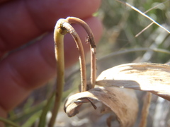 Asclepias quinquedentata