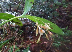 Epidendrum nicaraguense