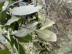 Pittosporum huttonianum