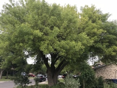 Fraxinus berlandieriana
