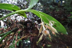 Epidendrum nicaraguense