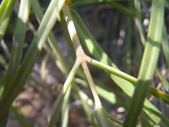 Asclepias quinquedentata