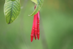 Fuchsia boliviana