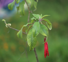 Fuchsia boliviana
