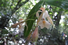 Epidendrum nicaraguense