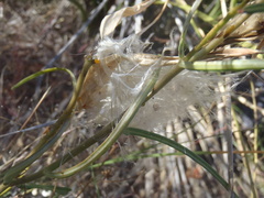 Asclepias quinquedentata