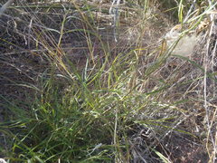 Asclepias quinquedentata