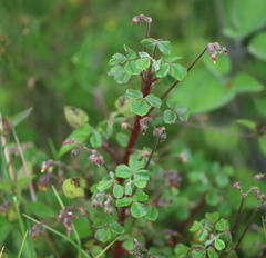 Oxalis spiralis