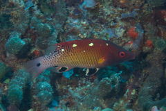 Bodianus dictynna
