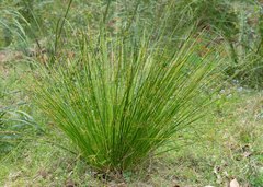 Juncus pauciflorus