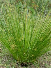 Juncus pauciflorus