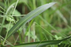Chlorophytum comosum