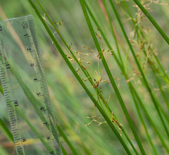 Juncus pauciflorus