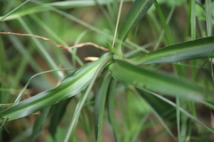 Chlorophytum comosum