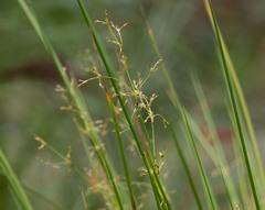 Juncus pauciflorus