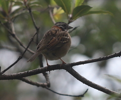 Zonotrichia capensis