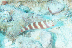 Amblyeleotris wheeleri