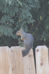 Sciurus niger