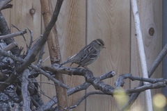 Zonotrichia leucophrys