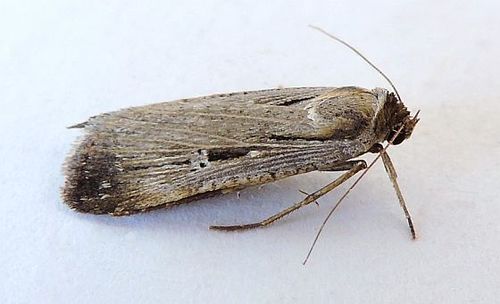 Alfalfa Looper Moth photo 4