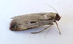 Tathorhynchus exsiccata