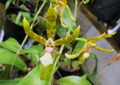 Oncidium stenoglossum