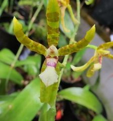 Oncidium stenoglossum