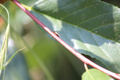 Irbisia