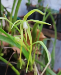 Prosthechea rhynchophora
