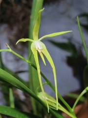 Prosthechea rhynchophora