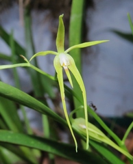 Prosthechea rhynchophora