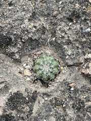 Echinocereus acanthosetus