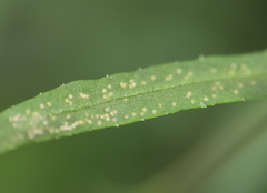 Senecio inaequidens