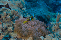 Amphiprion chrysopterus