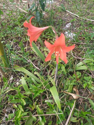 Hippeastrum petiolatum, photograph 3