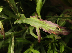 Senecio inaequidens
