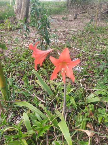 Hippeastrum petiolatum, photograph 4