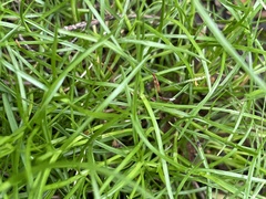 Schoenus maschalinus