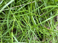 Schoenus maschalinus