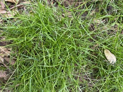 Schoenus maschalinus