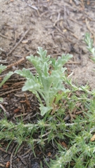 Lessingia germanorum