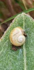 Microkerkus leucospira