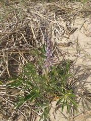 Lupinus albescens