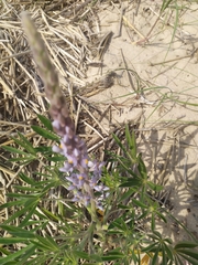 Lupinus albescens