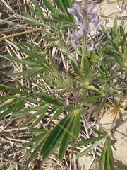 Lupinus albescens