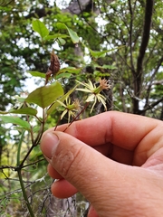 Clematis cunninghamii