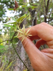 Clematis cunninghamii